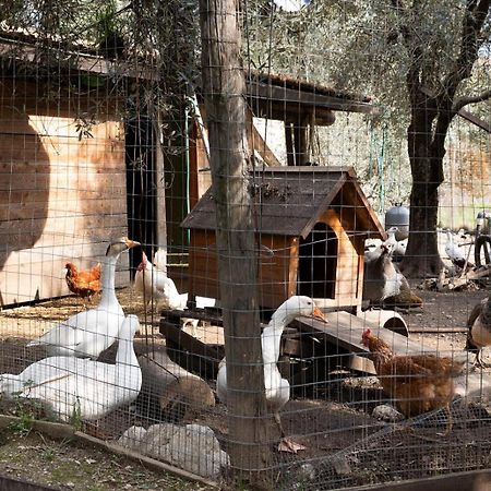 Agritur Fiore D'Ulivo Рива дел Гарда Екстериор снимка